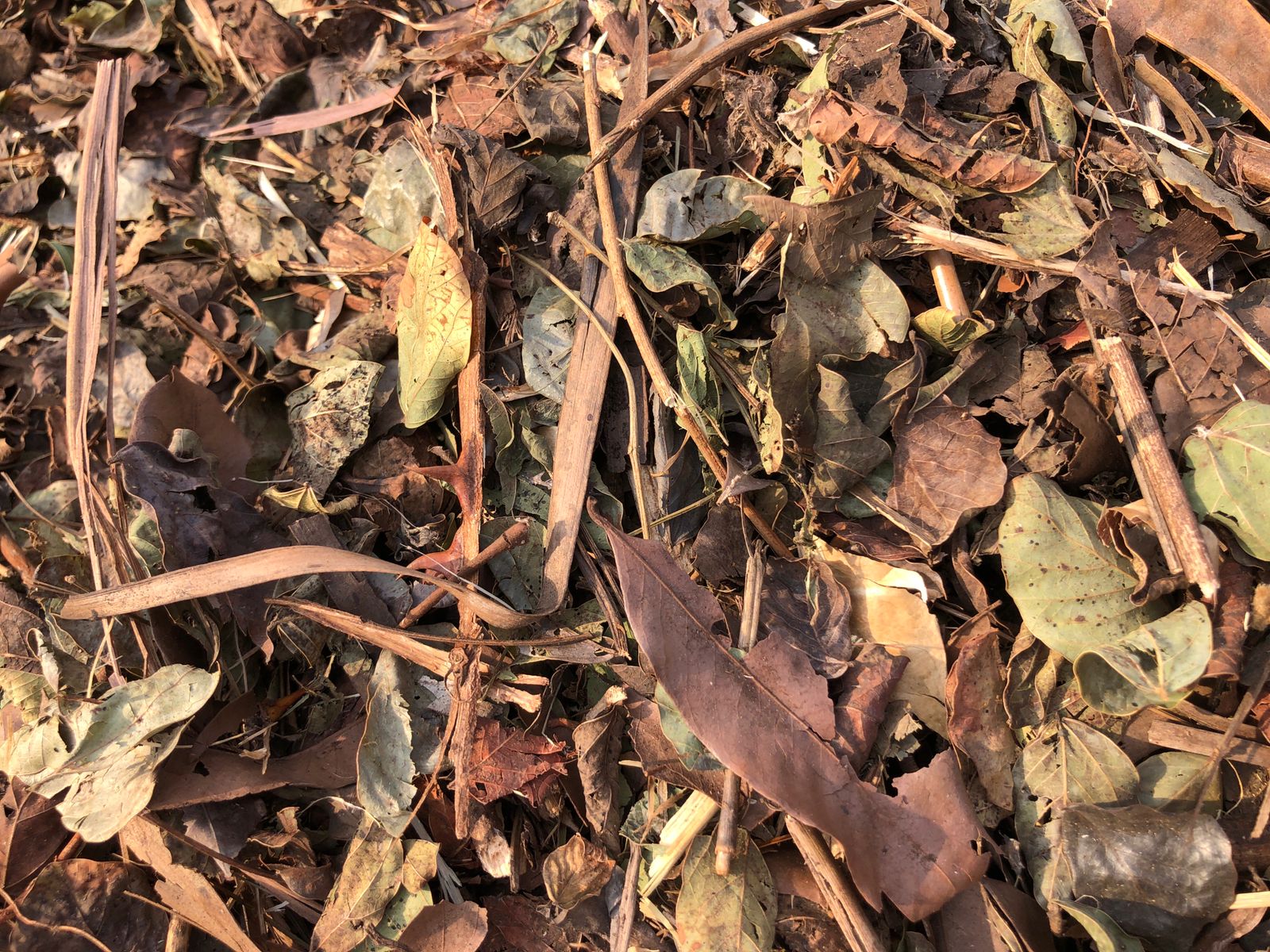 Trituração da massa verde na Eco Sand